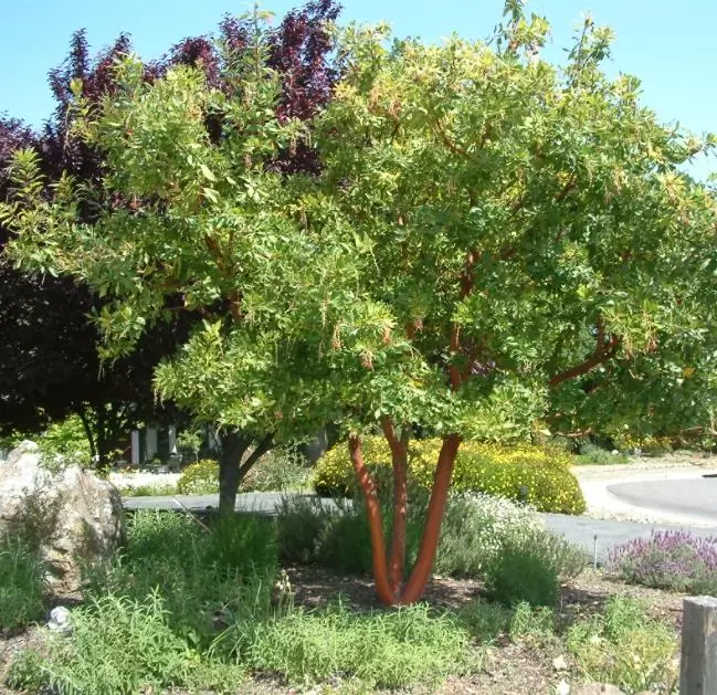 Arbutus unedo - Medronheiro, Árvore Morango, Ervedeiro, Êrvodo, Medronho, Strawberry Tree - Imagem 6
