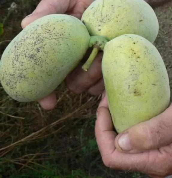 Assimina triloba - Paw Paw, Pawpaw, Manjar de Baunilha - Image 5