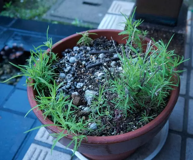 Bassia Scoparia Var.trichophylla - Kochia Vermelha, Cipreste De Verão, Arbusto Ardente - Imagem 3