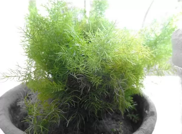 Bassia Scoparia Var.trichophylla - Kochia Vermelha, Cipreste De Verão, Arbusto Ardente - Imagem 4