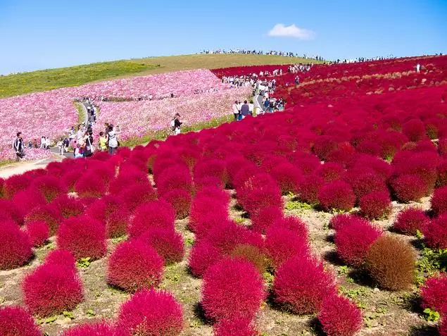 Bassia Scoparia Var.trichophylla - Kochia Vermelha, Cipreste De Verão, Arbusto Ardente - Imagem 5