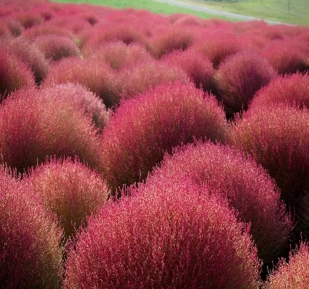 Bassia Scoparia Var.trichophylla - Kochia Vermelha, Cipreste De Verão, Arbusto Ardente - Imagem 6