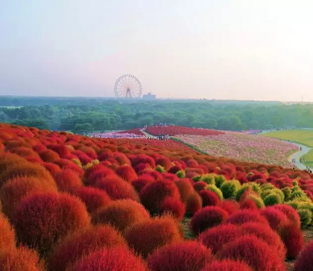 Bassia Scoparia Var.trichophylla  - font thjardins
blog green over grey paisagismo
