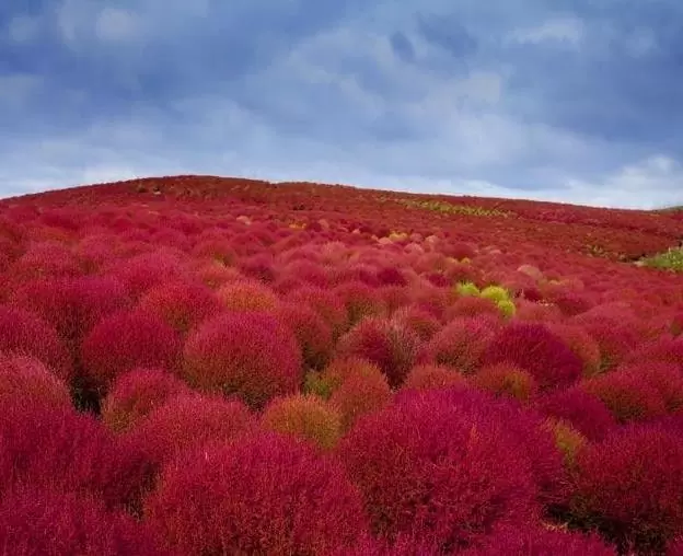 Bassia Scoparia Var.trichophylla - Kochia Vermelha, Cipreste De Verão, Arbusto Ardente - Imagem 9