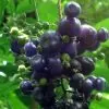 Bertiera guianensis - Bertiera fruto azul