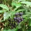 Bertiera guianensis - Bertiera fruto azul - Image 2