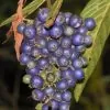 Bertiera guianensis - Bertiera fruto azul - Image 4