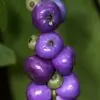 Bertiera guianensis - Bertiera fruto azul - Image 5