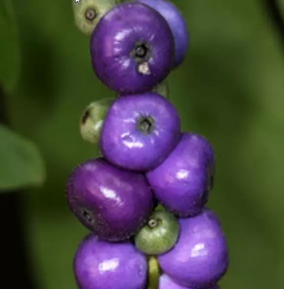 Bertiera guianensis - Bertiera fruto azul - Image 5