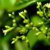 Bertiera guianensis - Bertiera fruto azul - Image 6