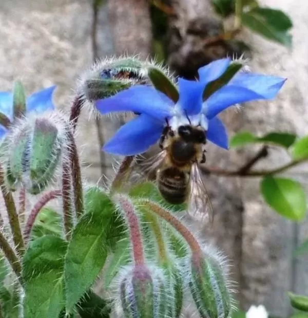 Borago Officinalis - Borrage, Flor Da Alegria - Imagem 2