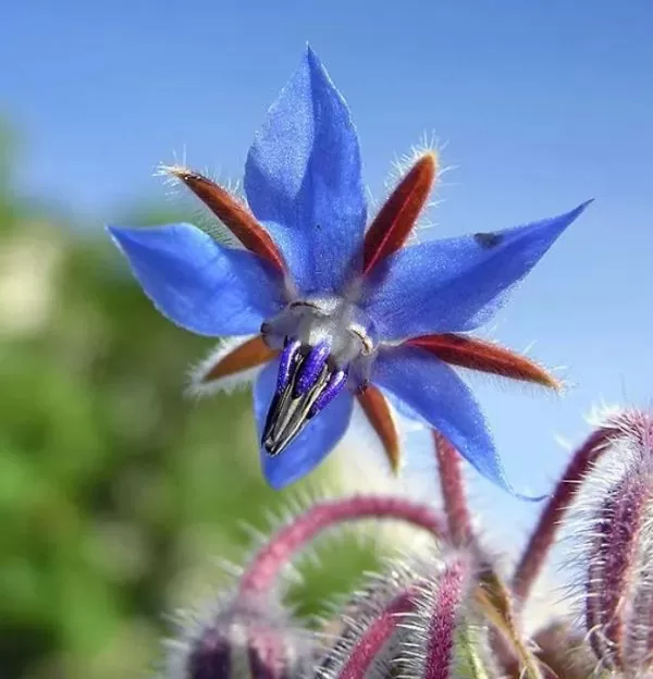 Borago Officinalis - Borrage, Flor Da Alegria - Imagem 3