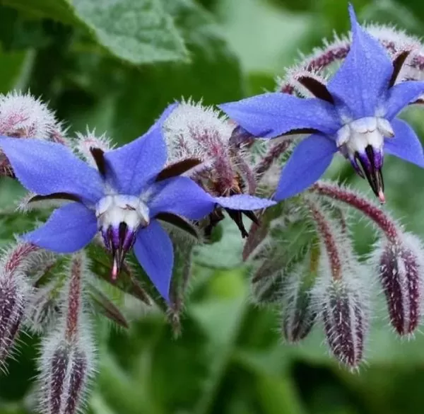 Borago Officinalis - Borrage, Flor Da Alegria - Imagem 4