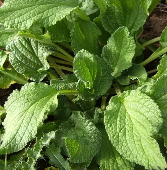 Borago Officinalis Alba - Borragem, Flor Da Alegria, Borage Floração Branco - Imagem 2