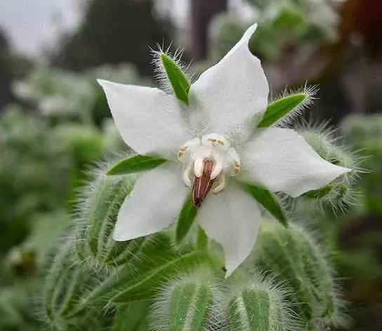 Borago Officinalis Alba - Borragem, Flor Da Alegria, Borage Floração Branco - Imagem 3