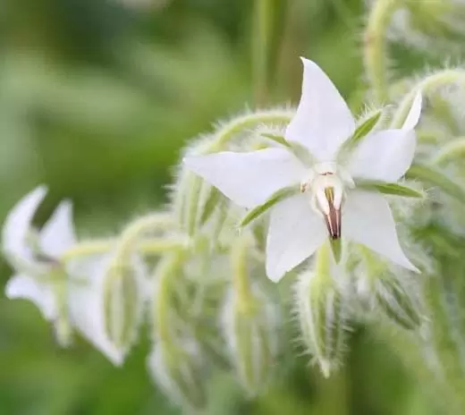 Borago Officinalis Alba - Borragem, Flor Da Alegria, Borage Floração Branco - Imagem 5