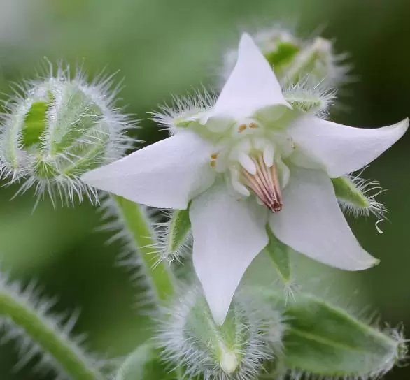 Borago Officinalis Alba - Borragem, Flor Da Alegria, Borage Floração Branco - Imagem 6