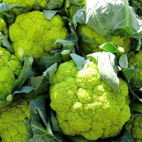 Brassica oleracea "Green Macerata" - Couve Flor Verde, Couve-Flor Cabeça Verde, Couve Flor Green Macerata