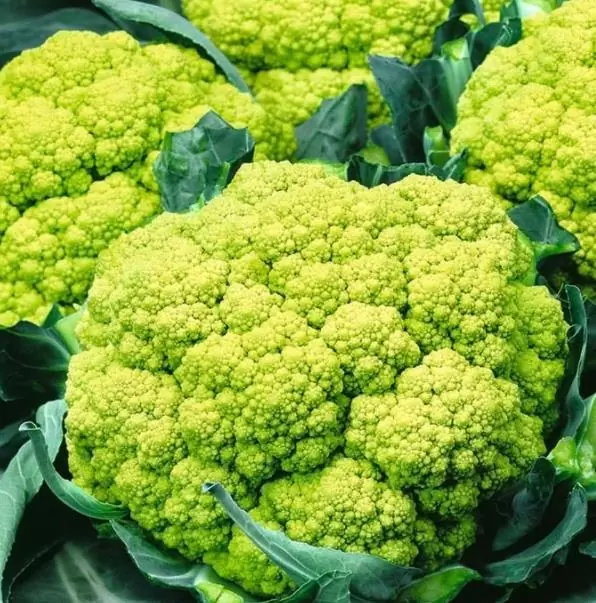 Brassica oleracea "Green Macerata" - Couve Flor Verde, Couve-Flor Cabeça Verde, Couve Flor Green Macerata - Imagem 2