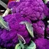 Brassica oleracea "Purple of Sicily" - Couve Flor Roxa Italiana, Couve-Flor Cabeça Roxa, Couve Flor Púrpura da Sicília