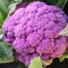 Brassica oleracea "Purple of Sicily" - Couve Flor Roxa Italiana, Couve-Flor Cabeça Roxa, Couve Flor Púrpura da Sicília - Image 2