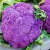 Brassica oleracea "Purple of Sicily" - Couve Flor Roxa Italiana, Couve-Flor Cabeça Roxa, Couve Flor Púrpura da Sicília - Image 3