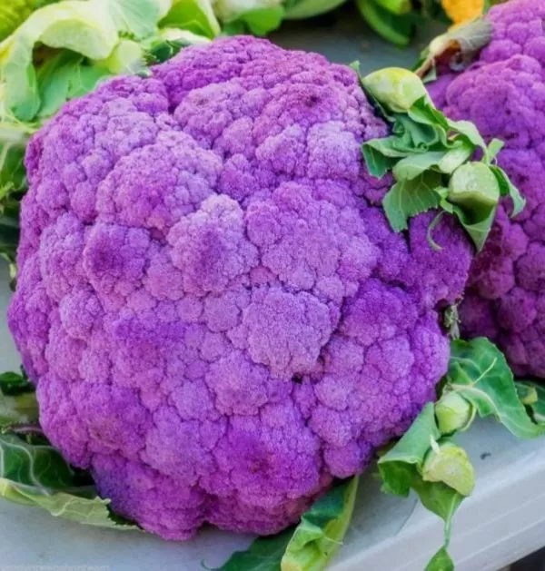 Brassica oleracea "Purple of Sicily" - Couve Flor Roxa Italiana, Couve-Flor Cabeça Roxa, Couve Flor Púrpura da Sicília - Image 3