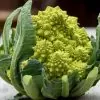 Brassica oleracea Botrytis Romanesco (C.O) - Brócolis Romanesco, Couve-Flor Romanesco, Broccoflower - Image 2
