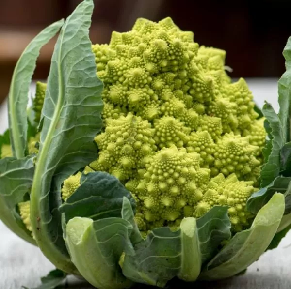 Brassica oleracea Botrytis Romanesco (C.O) - Brócolis Romanesco, Couve-Flor Romanesco, Broccoflower - Image 2