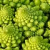 Brassica oleracea Botrytis Romanesco (C.O) - Brócolis Romanesco, Couve-Flor Romanesco, Broccoflower - Image 3