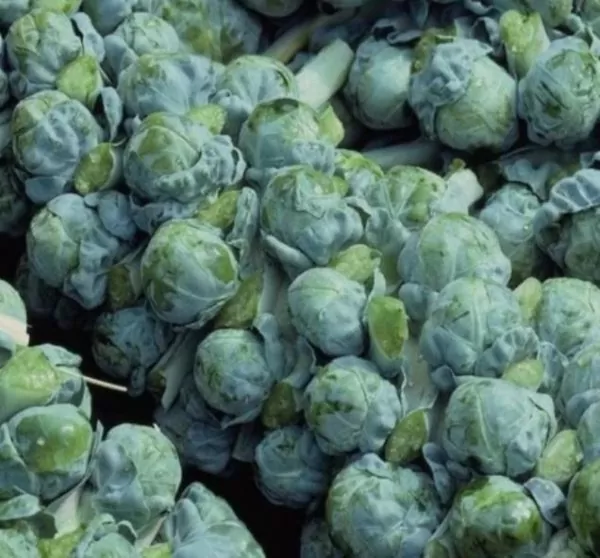 Brassica oleracea Gemmifera Long Island Improved - Couve de Bruxelas Melhorada - Imagem 4
