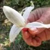 Bromelia karatas - Bromélia saborosa Pinuela, Piñuelas, Bromélia de Plumier