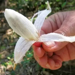 Bromelia karatas - Bromélia saborosa Pinuela, Piñuelas, Bromélia de Plumier