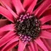 Bromelia karatas - Bromélia saborosa Pinuela, Piñuelas, Bromélia de Plumier - Image 2