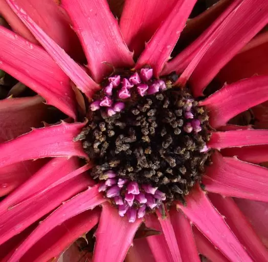 Bromelia karatas - Bromélia saborosa Pinuela, Piñuelas, Bromélia de Plumier - Image 2