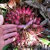 Bromelia karatas - Bromélia saborosa Pinuela, Piñuelas, Bromélia de Plumier - Image 3