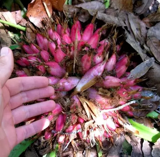 Bromelia karatas - Bromélia saborosa Pinuela, Piñuelas, Bromélia de Plumier - Image 3