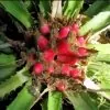 Bromelia karatas - Bromélia saborosa Pinuela, Piñuelas, Bromélia de Plumier - Image 4