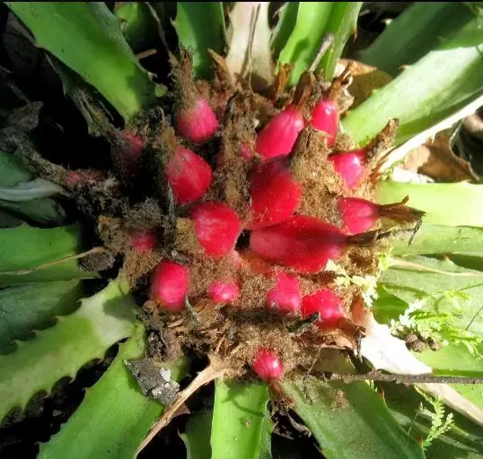 Bromelia karatas - Bromélia saborosa Pinuela, Piñuelas, Bromélia de Plumier - Image 4