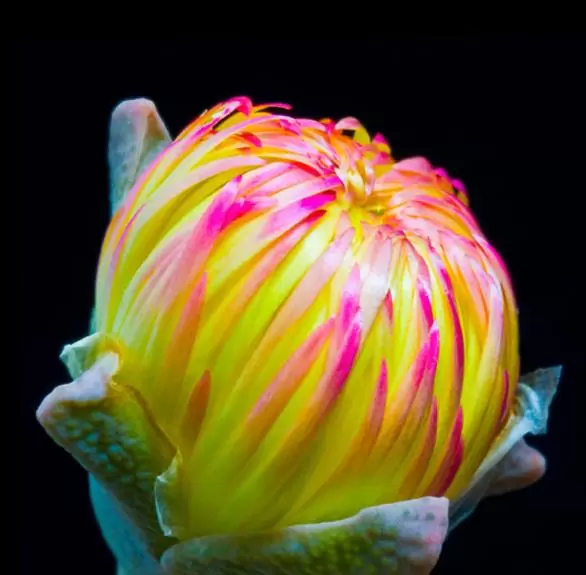 Cheiridopsis peculiaris - Pedras Vivas "Lithops", Planta Pedra, Cacto Pedra, Planta de Gelo - Imagem 2