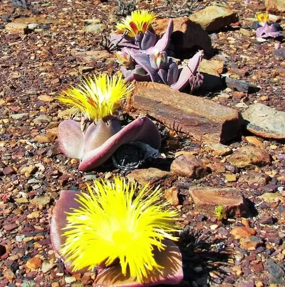 Cheiridopsis peculiaris - Pedras Vivas "Lithops", Planta Pedra, Cacto Pedra, Planta de Gelo - Imagem 3