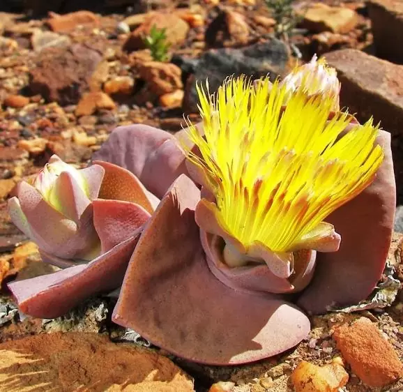 Cheiridopsis peculiaris - Pedras Vivas "Lithops", Planta Pedra, Cacto Pedra, Planta de Gelo - Imagem 4