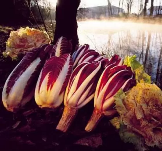 Cichorium Intybus Rossa Di Treviso - Endívia Italiana Roxa, Chicória Roxa De Treviso, Radicchio - Imagem 2