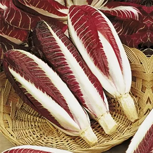 Cichorium Intybus Rossa Di Treviso - Endívia Italiana Roxa, Chicória Roxa De Treviso, Radicchio - Imagem 3