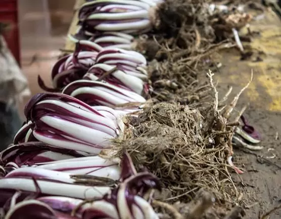 Cichorium Intybus Rossa Di Treviso - Endívia Italiana Roxa, Chicória Roxa De Treviso, Radicchio - Imagem 4