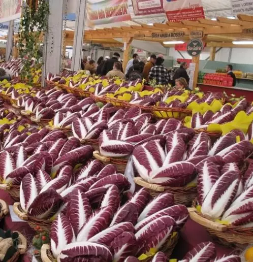 Cichorium Intybus Rossa Di Treviso - Endívia Italiana Roxa, Chicória Roxa De Treviso, Radicchio - Imagem 5