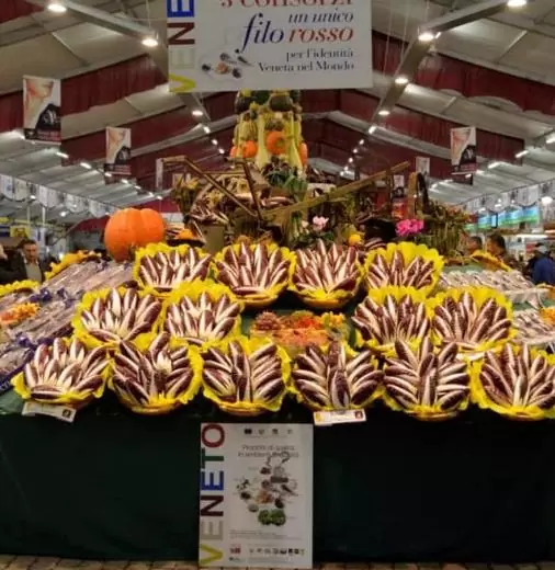Cichorium Intybus Rossa Di Treviso - Endívia Italiana Roxa, Chicória Roxa De Treviso, Radicchio - Imagem 6