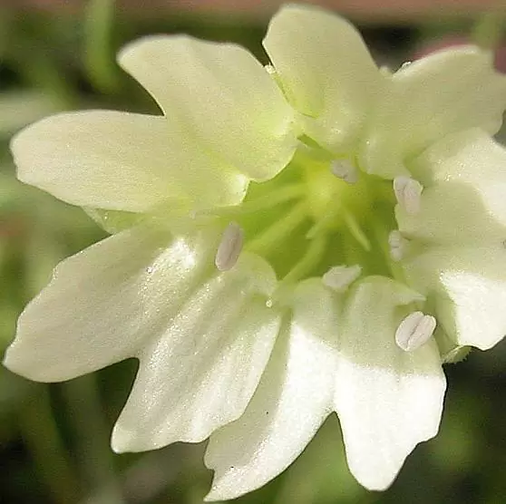 Cucubalus baccifer - Cereja cucubalo, Berry catchfly, Grass cucco, Cucubalo