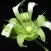 Cucubalus baccifer - Cereja cucubalo, Berry catchfly, Grass cucco, Cucubalo - Image 5