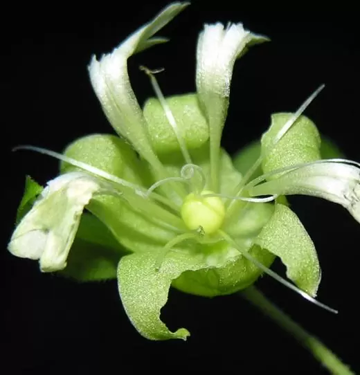 Cucubalus baccifer - Cereja cucubalo, Berry catchfly, Grass cucco, Cucubalo - Image 5